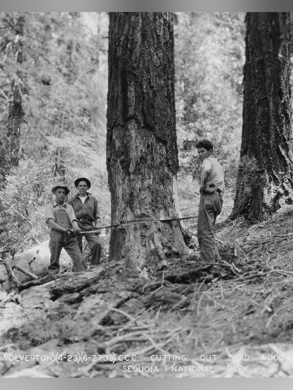1933 Cutting Wood Camp Wolverton, Sequoia National Park California 8x10 Photo #1